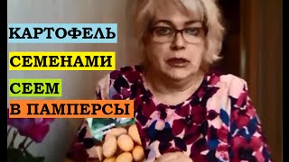 Посадка семян картофеля с использованием  памперса!