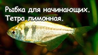 Мирные стайные рыбки.  Тетра лимонная содержание в аквариуме.