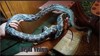 Беременная змея. Самка за неделю до кладки / Разведение полозов Blue Beauty Часть 2.