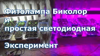 Результаты с досвечиванием рассады. Фитолампа Биколор и Светодиодная лампа дневного света