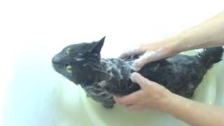 Купаем кошку дегтярным мылом.