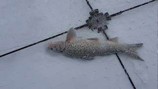 28 ноября рыбалка на хапуги