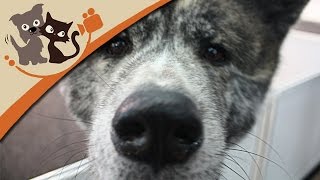 Die DOGLIVE 2015 - Hundemesse