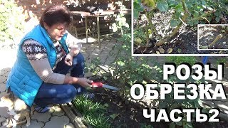 Обрезка роз осенью ЧАСТЬ 2  Обрезаю очень старую розу