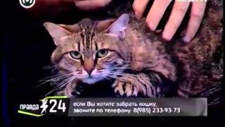 Анна Седокова: «Я отвыкла выступать перед жующей публикой»