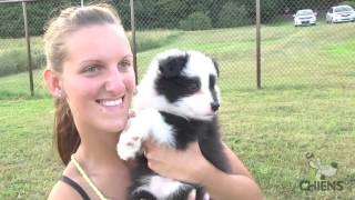 Ça C'est Chiens - Le Border Collie