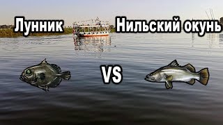 Русская рыбалка 3. Лунник VS Нильский окунь. Патагонский и нильский промысел.