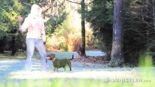 Dog-friendly Whistler