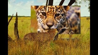 Реклама LG OLED TV Альфа 9 Адиемус