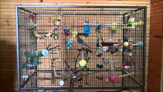 Parakeets chirping singing kissing and playing around