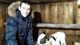Сюжет про телят. Стойло ясли для бычков.  Лпх дом велеса жизнь за городом