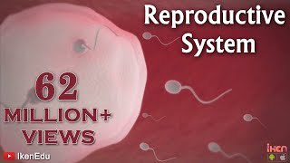 #iken #ikenedu #ikenApp Learn About the Male and female Reproductive Systems