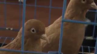 Выставка ГОЛУБЕЙ в Караганде (2 часть)