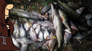 Набили полный садок рыбы! Шикарная рыбалка на донки с берега Крупная плотва на горох