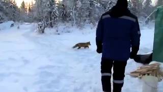 Наглая лиса, видео  про животных Случай на зимней рыбалке