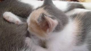 Котенок сосет сиську