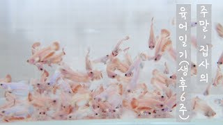 [베타 브리딩] 생후 6주 | 아기베타 | 베타치어 | 베타치어발색 | 물생활 | betta breeding | betta fry
