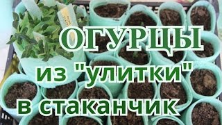 Сажаем Огурцы из "улитки" в стаканчики.