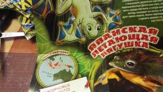 Лягушки МАКСИ ко Frogs & Co MAXXI распаковка посылки