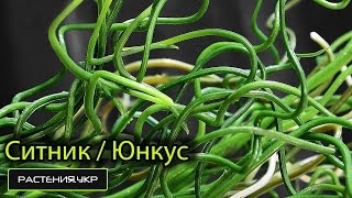 Ситник или Юнкус / водные растения