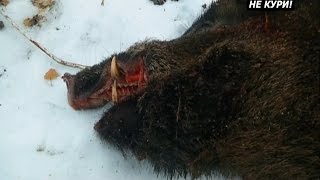 Загонная охота на кабана. Добываем кабана . 2018