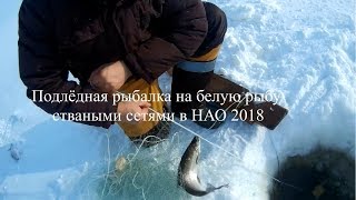 Подлёдная рыбалка на белую рыбу сетями в НАО 2018. Ice fishing for white fish by shuttle nets