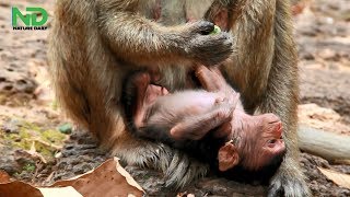 Wow Congratulations !! Oldest Monkey Have Newborn This Morning, Nature Daily