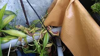 Mesa com plantas carnívoras