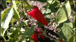 Cayenne pepper. Кайенский острый перец