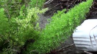 Sony Handycam HDR CX 100 Sample video (HD)