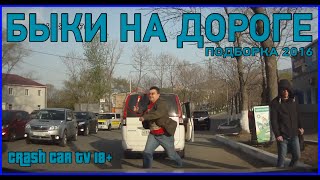 БЫКИ НА ДОРОГЕ. Подборка #1. Апрель 2016 // CCTV