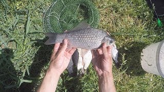 Ловля карася на закидушку, рыбалка на Кубани в Мае