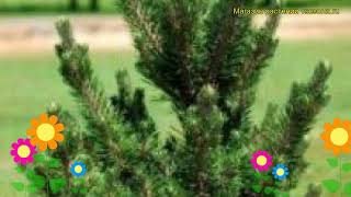 Сосна тунберга Котобуки. Краткий обзор, описание характеристик pinus thunbergii Kotobukii