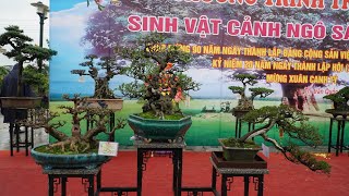 Toàn cảnh triển lãm Sinh vật cảnh Ngô Sài, Quốc Oai năm 2020