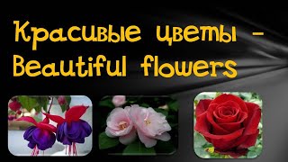 Энциклопедия цветов. Самые красивые цветы. Часть 1 .The most beautiful flowers