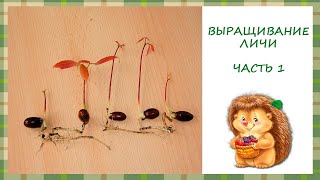 ИДЕАЛЬНЫЙ СПОСОБ ПРОРАЩИВАНИЯ косточки ЛИЧИ/ВЫРАЩИВАНИЕ ЛИЧИ в домашних условиях