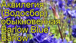 Аквилегия обыкновенная Барлоу блю Барлоу. Краткий обзор, описание характеристик, где купить саженцы
