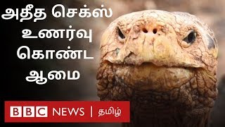 800 ஆமைகளுக்கு அப்பா ஆன பிளேபாய் ஆமை | Playboy Tortoise