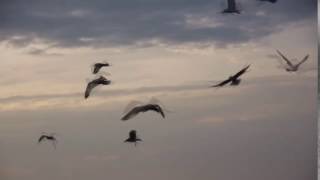 مشاهد للمونتاج | شاب أمام البحر طيور HD Video Background | Man in the Sea