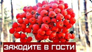 Прогулка по лесу /  СБОР  РЯБИНЫ КРАСНОЙ / GATHERING red rowan