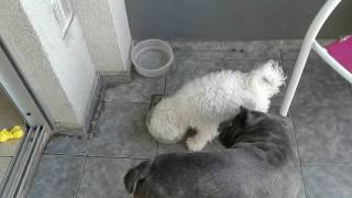 el perro es como se lo cria ,,el bully y la caniche