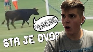 ŽIVOTINJE NA ŠOKANTAN NAČIN PREKINULE UTAKMICE!? *nemoguće*
