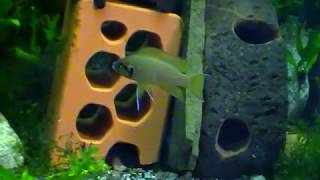 #Aquarium. Neolamprologus helianthus. Неолампрологус гелиантус.