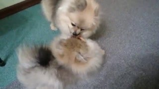 Щенку малого шпица 5 месяцев и его мама Бэтти