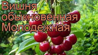 Вишня обыкновенная Молодежная (molodezhnaia) ? обзор: как сажать, саженцы вишни Молодежная