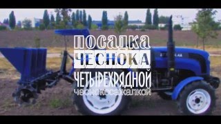 Результат посадки чеснока 05.10.2015 года