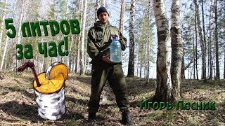 Как собрать берёзовый сок быстро и безопасно.