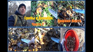 Грибы в Декабре. часть 1