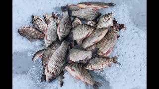 ОГРОМНЫЕ КАРАСИ АТАКУЮТ МОРМЫШКИ!!! Эффектные поклевки! Рыбалка со льда