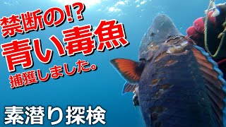 素潜り探検｜禁断の青い毒魚⁉を捕獲&巨大魚ロウニンアジとトビエイの群れに遭遇の巻。 #魚突き